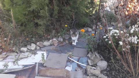 The skunk cat kicked me out of the garden