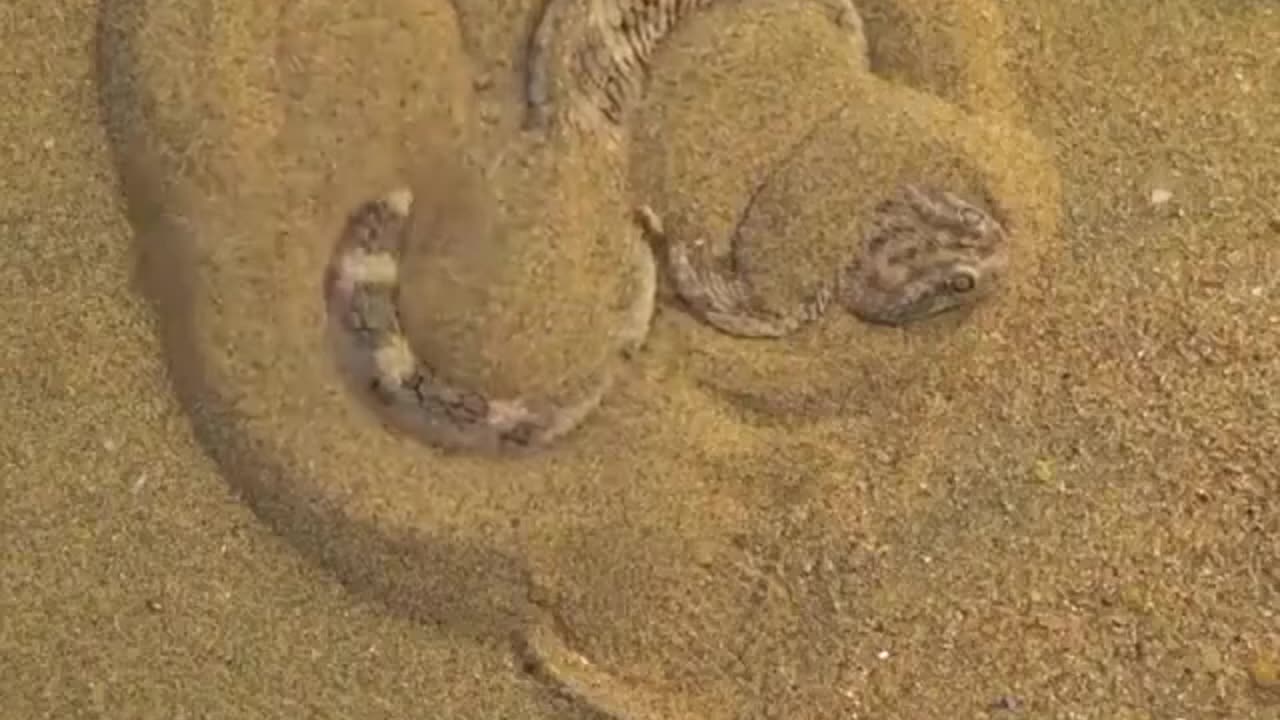 See how the desert snake hides🐉 #animals #diving #fishingdaily #ocean #jellyfish #oceanlife #pets