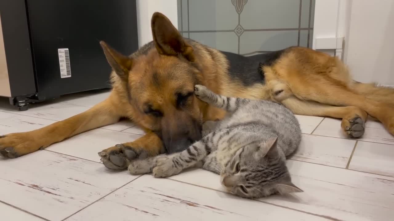 The German Shepherd is the Best Friend for Cats