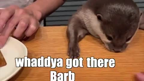 Otter & The Strawberry