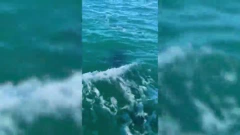 Extraordinary Wildlife Encounter As Dolphins Jump Directly Over Jet