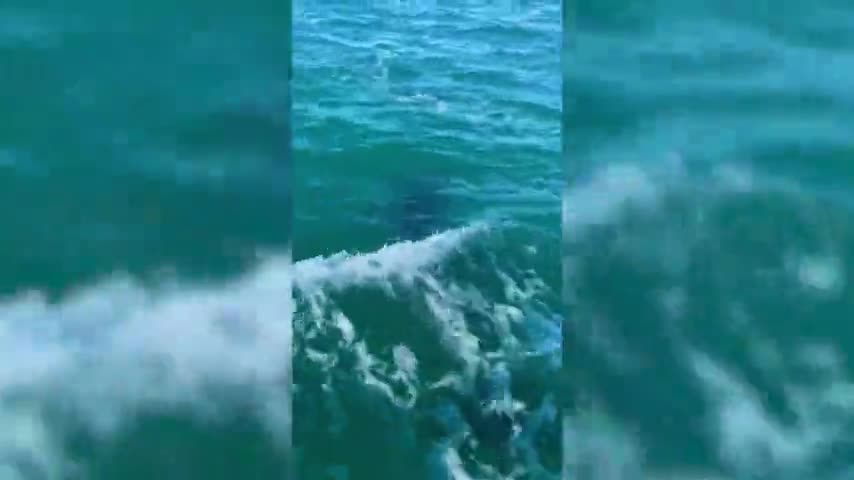 Extraordinary Wildlife Encounter As Dolphins Jump Directly Over Jet