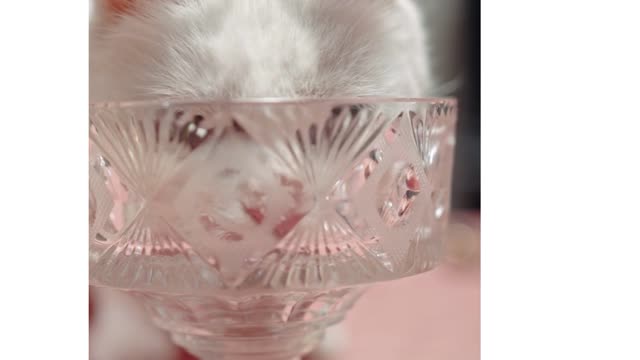 Lovely Cat