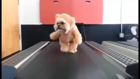 Amazing cute dog training video.. Must watch video.