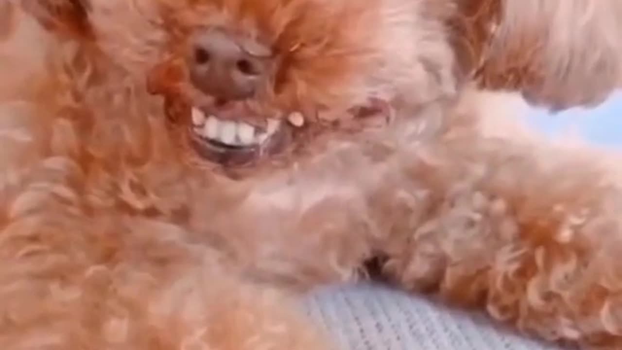 Dogs this funny moments