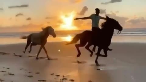 Horse sunset video