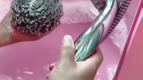 animal shower