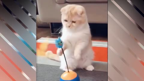 Cute And Funny Pets Try Not To Laugh To These Pets Compilation