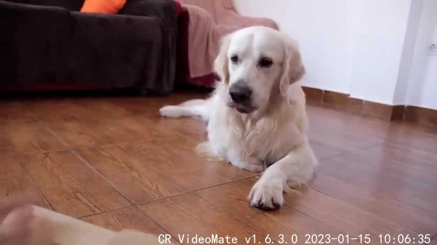 Testing My Dog's Intelligence [Golden Retriever]