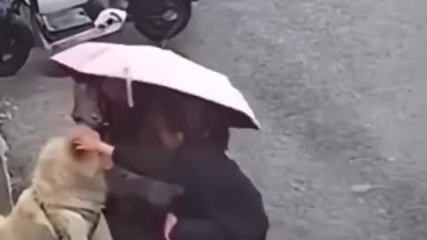 Dog Wrecks Japanese Lady