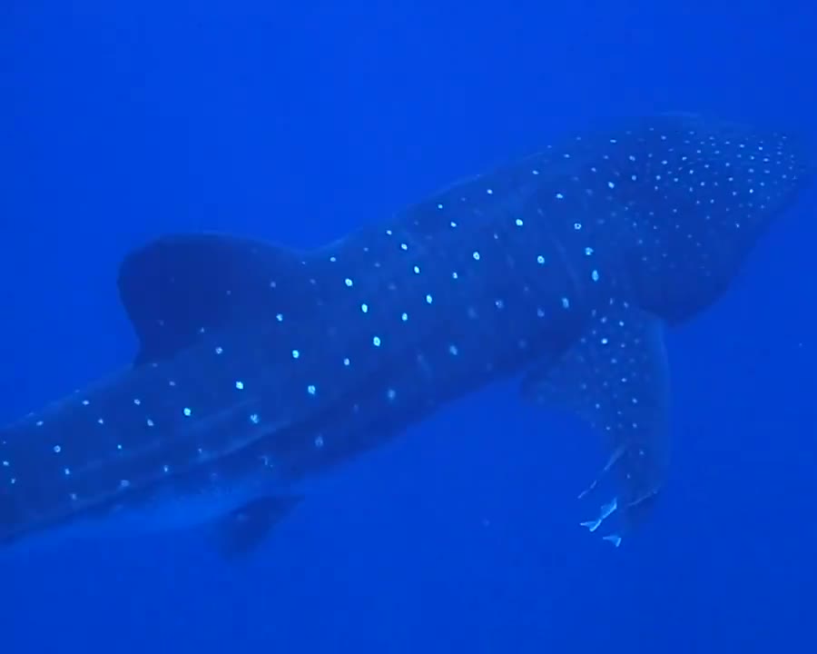 Whale Shark