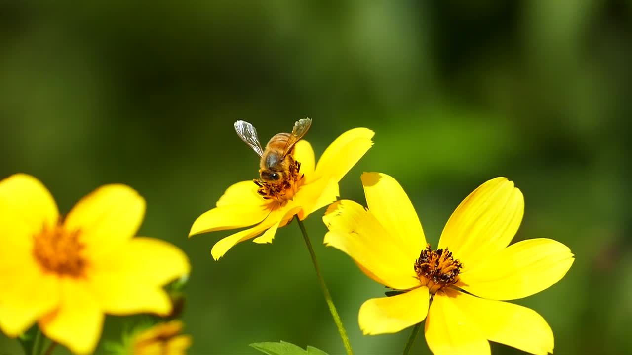 Bee Flowers Pollen Pollination Insect Nature