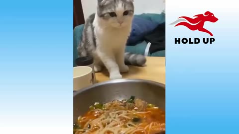 Funny pet my clever cat video 07