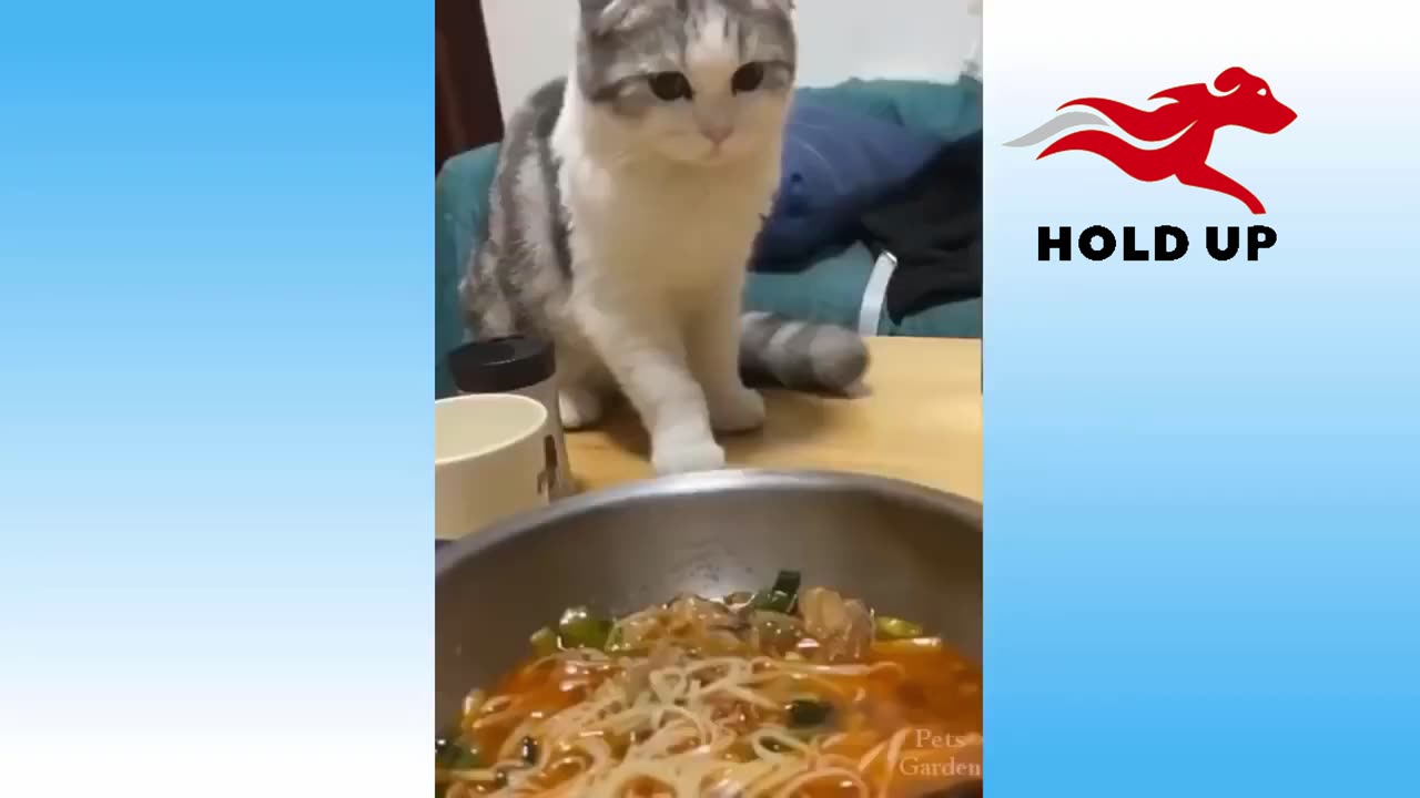 Funny pet my clever cat video 07