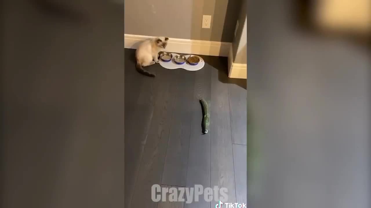 Cat 😸 funny video 🤣🤣🤣