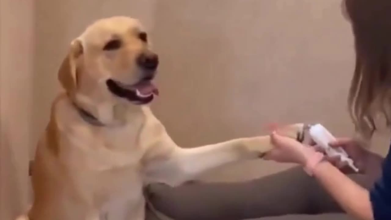 Giant Dog’s Oscar-Worthy Drama During Nail Cutting! 🐾🎬