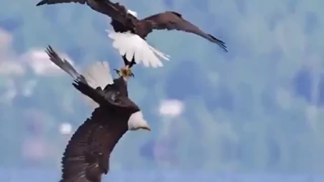 Eagles will unite like this in mid-air as a way to gauge their potential mates.