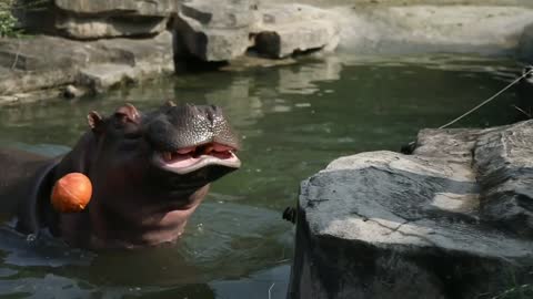 Hippo perfect miss)