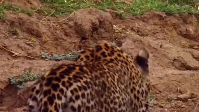 Keep your posture low and ready to pounce
