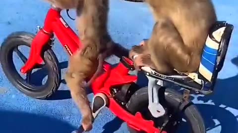 Monkey driving cycle