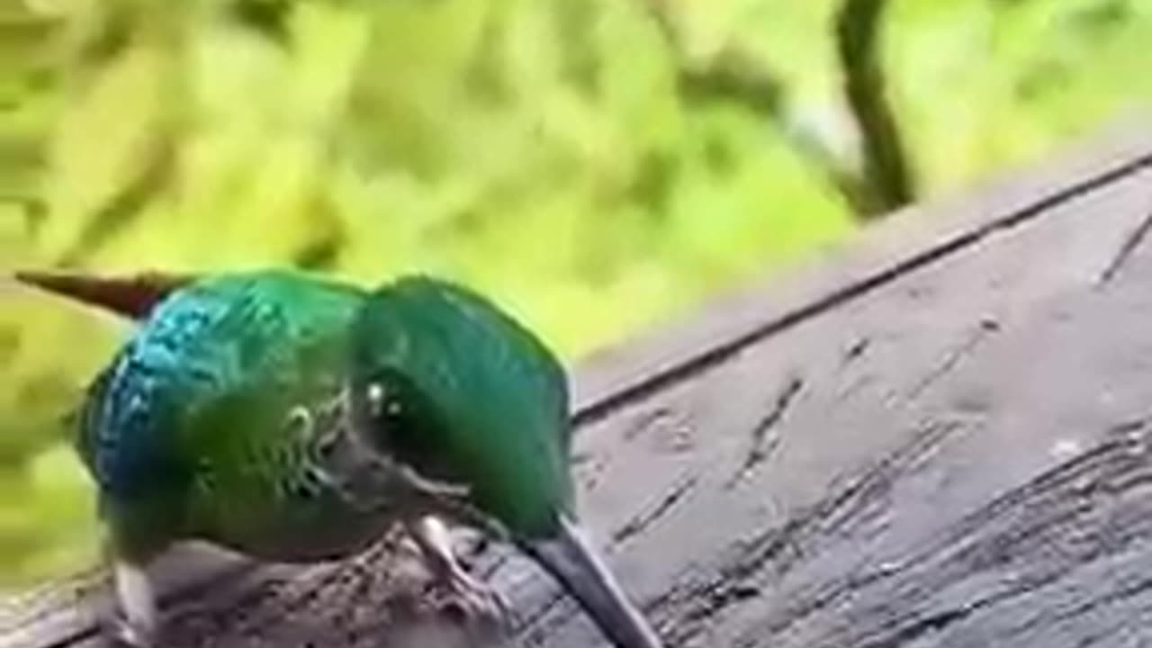 Hummingbird drinking Water.