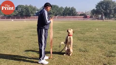 Dog training video