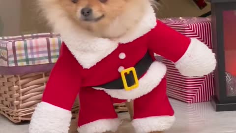 Pomeranian dog dressed as Santa under Christmas tree