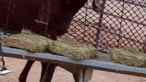 horse making life difficult