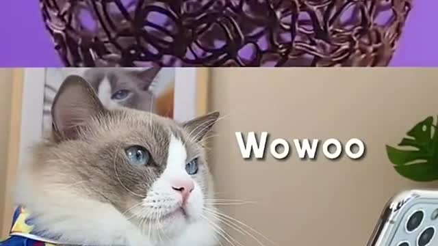 I knew it’s not gana work from the beginning 😹