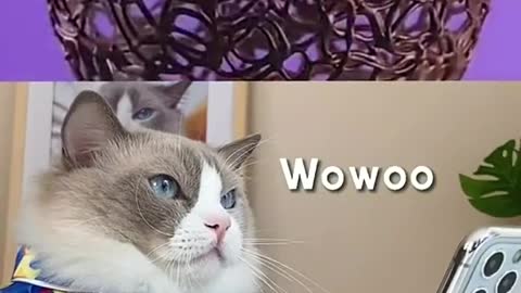 I knew it’s not gana work from the beginning 😹