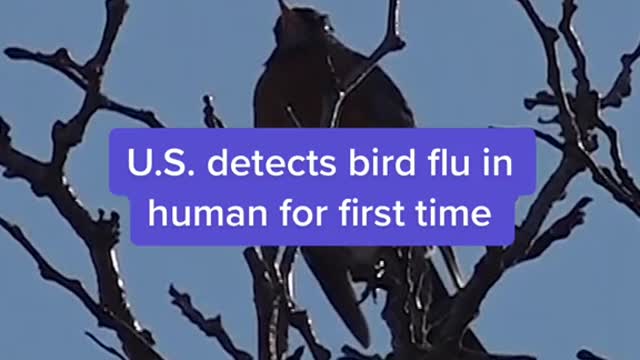 U.S. detects bird flu in human for first time