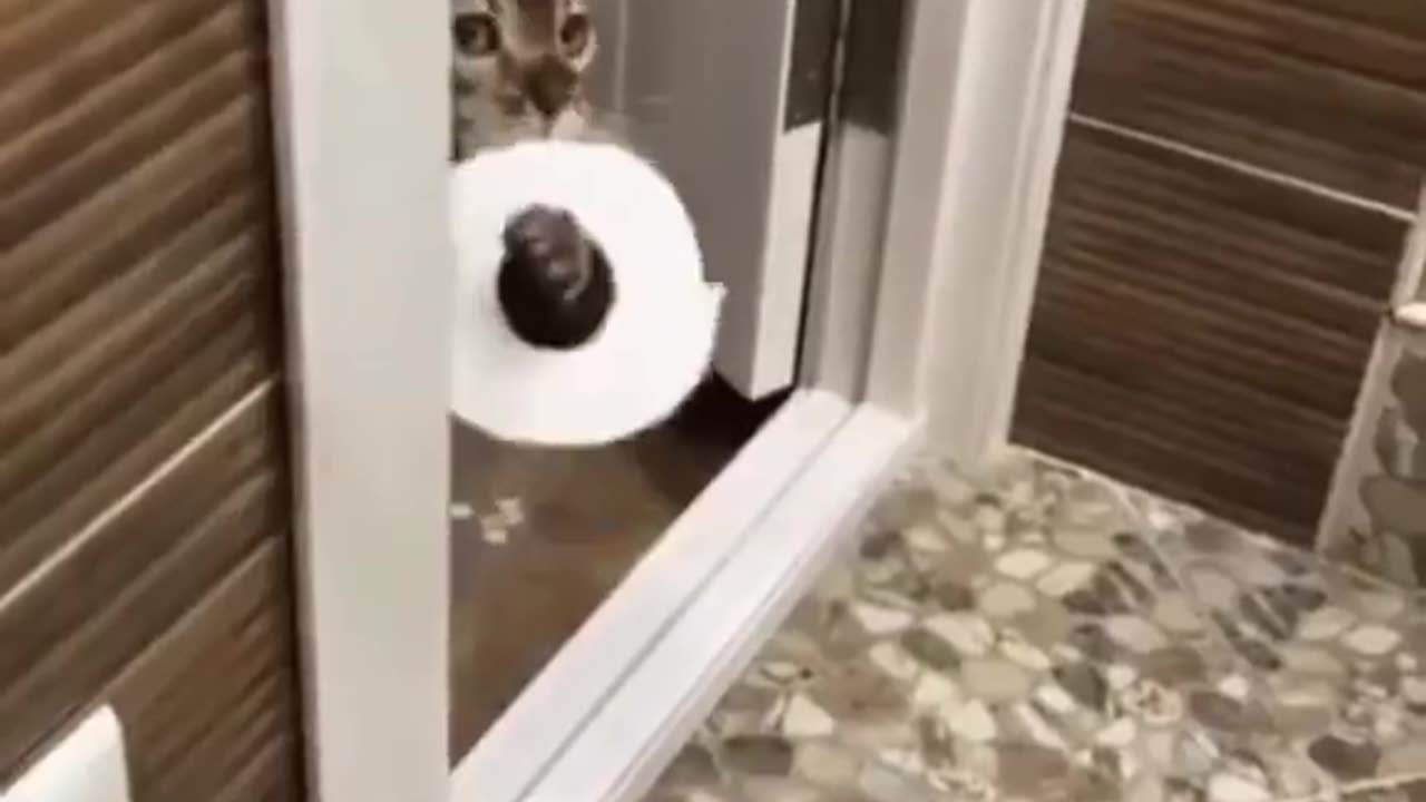 DOG And Cat funny video 😀🤣😆