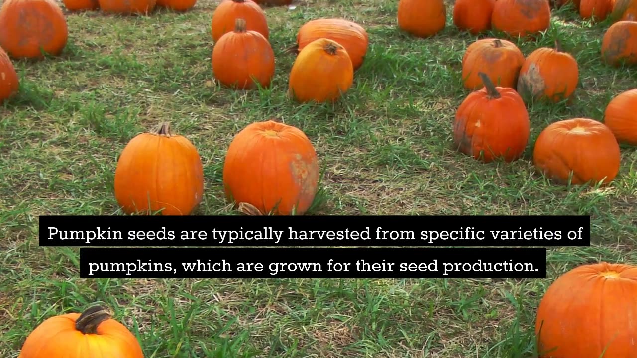 Health Benefits of Pumpkin Seeds