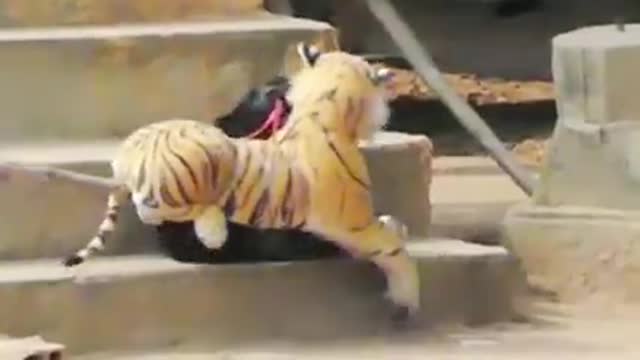 LION & TIGER PRANKS ON DOGS