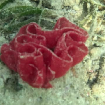 Dancing Beneath the Waves: Snorkeling with the Spanish Dancer Sea Slug