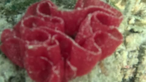 Dancing Beneath the Waves: Snorkeling with the Spanish Dancer Sea Slug