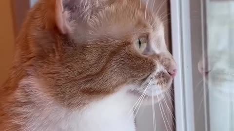 Cat watching birds😂