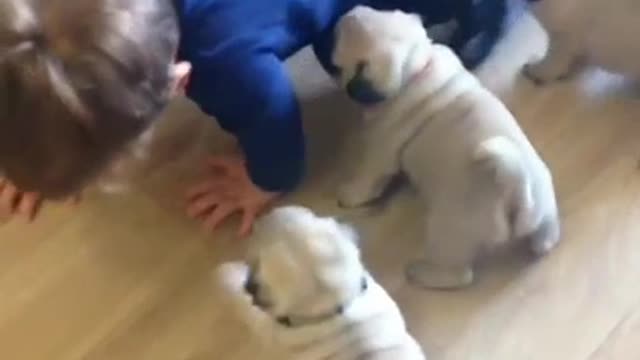 Puppies