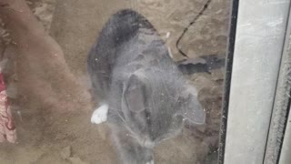 Allen the Cat Loves Chasing Leaves.