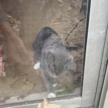 Allen the Cat Loves Chasing Leaves.