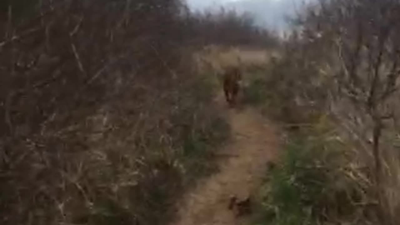 TRUMP ARRESTED. ITS NOT GOING TO HAPPEN.