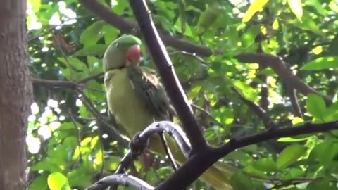 Raw Parrot Talking