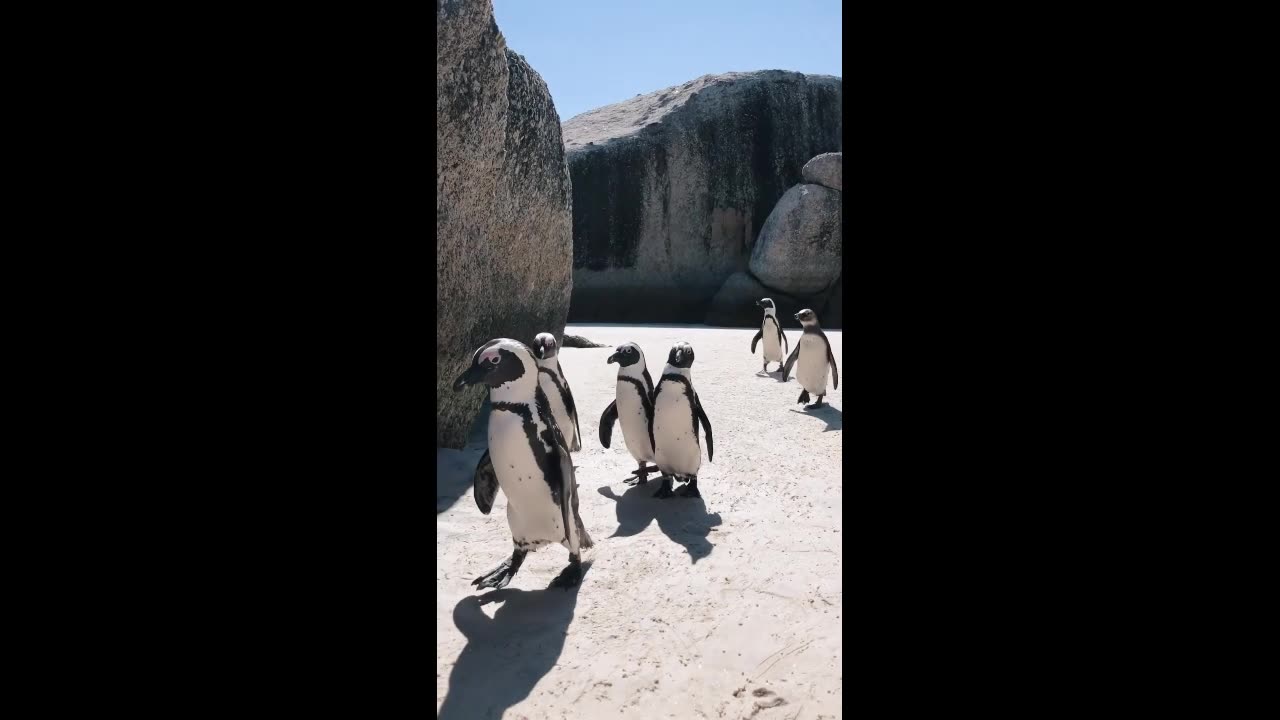 Dancing Penguins #funny #animals #comedy