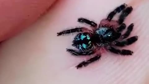 Beautiful spider 🕷 trending video