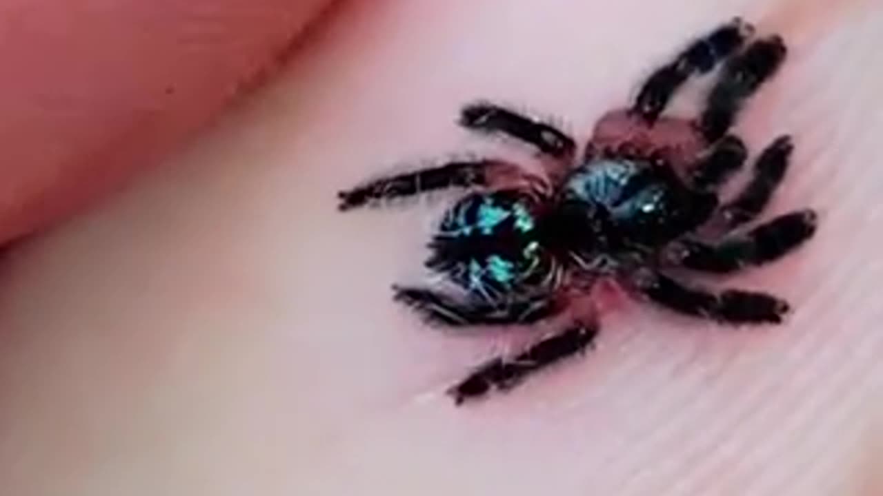 Beautiful spider 🕷 trending video