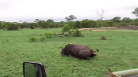 Lion catches Buffalo