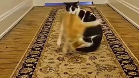 Funny video cat