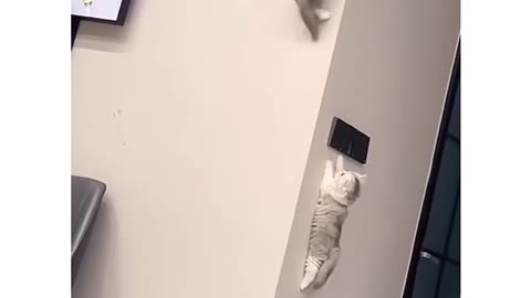 Spider smol kittyo babies just enjoying a Saturday morning with prvnci playing(720P_HD)