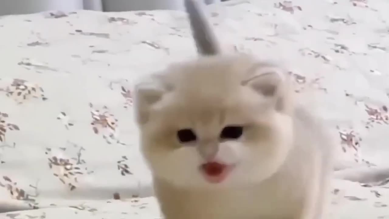 Cat Meowing๐น๐๐๐น|Cat Sound| Cute Cat Videos #shorts #cat #cats #dog