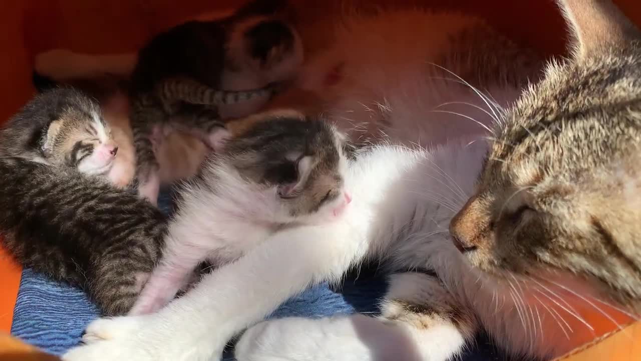 Mother cat's love for Newborn kittens will warm your heart